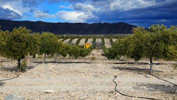 España da por perdido el aceite de oliva del desierto
