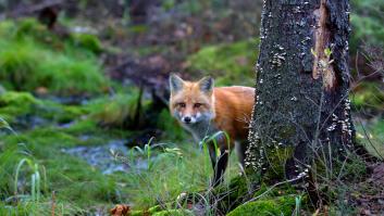 Finlandia sacrifica más de 100.000 zorros