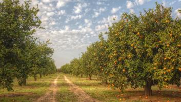 50.000 toneladas de fruta 'mueren' en 10 minutos en una zona clave