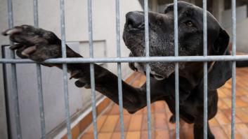 Los ayuntamientos piden ayuda ante los abandonos de perros y gatos con la ley nueva animal