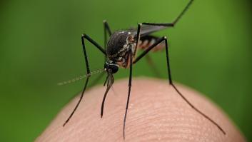 La provincia de Huelva, “desbordada” por una plaga de mosquitos