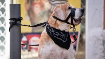 La Ley de Bienestar Animal se estrena con la dueña de un perro en una farmacia