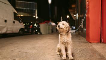 Un experto lanza un mensaje a los dueños de los perros atados en las farmacias tras la ley animal