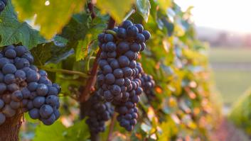 Los requisitos para vender racimos de uva a 10.000 euros