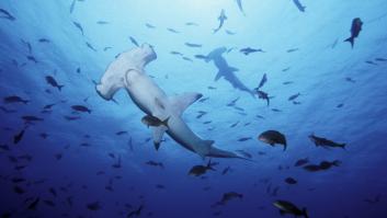 La ola de calor atrae tiburones martillo a Canarias