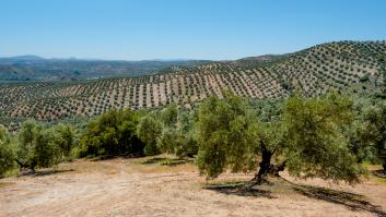 Una nueva aceituna es la esperanza del aceite de oliva