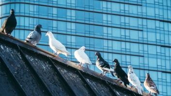 Mil aves mueren estrelladas contra un ventanal en una convención