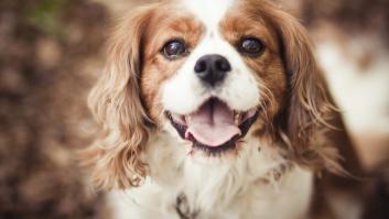 La raza de perro prohibida por problemas de salud y de endogamia