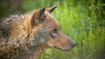 Los lobos se expanden a cinco nuevas zonas de España
