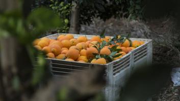 Egipto aprovecha esto para meter sus naranjas en Europa en detrimento de España