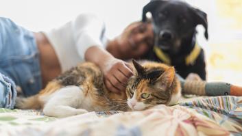 La edad mínima de perros y gatos para poder ser vendidos con la nueva Ley de Bienestar Animal