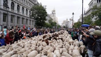 Madrid es tomada por el ganado en la XXX edición de la Fiesta de la Trashumancia
