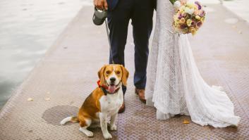 Las condiciones para llevar al perro a una boda con la nueva ley animal