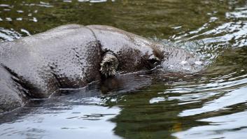 Muere el hipopótamo más emblemático de España
