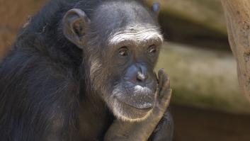 La menopausia en los chimpancés descoloca a los científicos