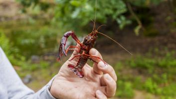 Los cangrejos españoles huyen de los americanos