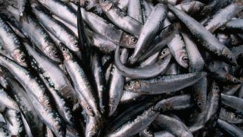 Un pescado olvidado en España se convierte en el más sano