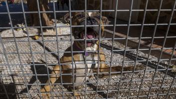 Murcia se llena de perros peligrosos