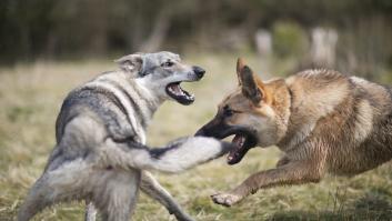 Perros o lobos: la ciencia dicta sentencia sobre quién es más inteligente