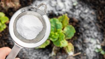 Estos son los beneficiosos efectos del bicarbonato de sodio en las plantas