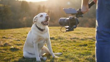 La nueva exigencia en los rodajes de películas para escenas de maltrato con la nueva ley animal