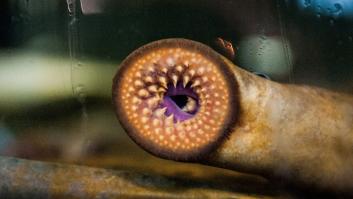 Las anguilas asesinas reaparecen 163 millones después