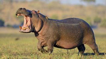 Cruel medida contra los 'hipopótamos de la cocaína'