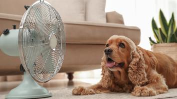 La calefacción y el aire acondicionado entran en juego con la nueva ley animal
