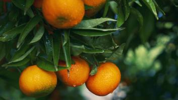 Mercadona se deshace de la naranja de Sudáfrica