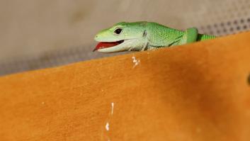 El peso máximo de los reptiles de compañía con la nueva ley animal