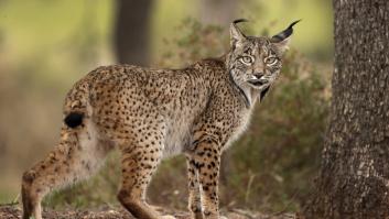 El lince ibérico entra en cuatro nuevas zonas