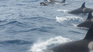 El responsable de una ONG desvela los dos motivos del ataque de orcas a barcos del Estrecho