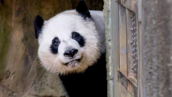 EEUU y China rompen el hielo con el pacto de los osos panda