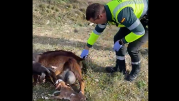 El bonito y emotivo vídeo de un agente de la Guardia Civil ayudando a parir a una cabra