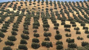 Los olivos demuestran su capacidad para luchar contra la sequía