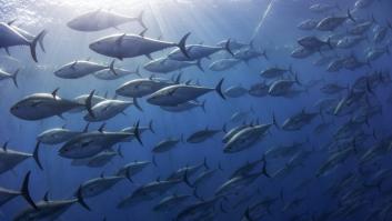 La campaña del atún rojo se adelanta en esta comunidad pero con limitaciones
