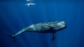 Uno de los mejores lugares para ver ballenas y delfines se encuentra en España