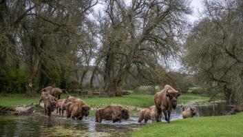 El precioso paraje natural con bisontes más parecido a los safaris de África está en Andalucía