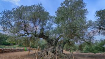 Este olivo tiene 1.701 años y es el más viejo de España