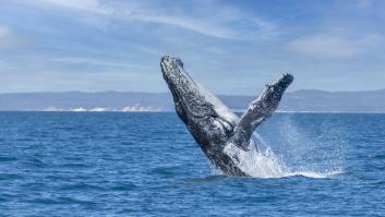 Reaparecen dos especies de ballenas gigantes desaparecidas hace siglos en menos de un mes