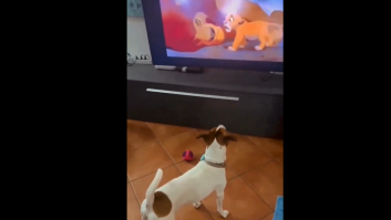 Le enseña a su perro la escena de la muerte de Mufasa y su reacción es de Óscar