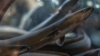 Todas las anguilas españolas vienen del Triángulo de la Muerte