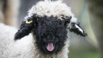 La raza de oveja más bonita del mundo que adora a los niños