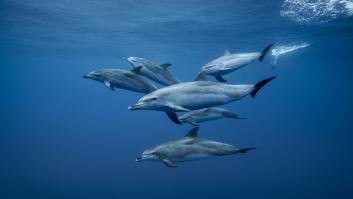 Los delfines sacan a los pescadores españoles de las aguas francesas