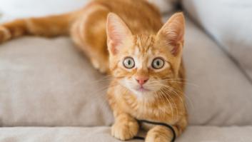 Una psicóloga de mascotas desmiente el gran mito sobre los gatos