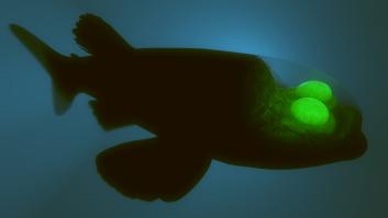 La ciencia resuelve el misterio del pez de las profundidades con cabeza transparente