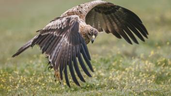 Muere electrocutada una de las 820 águilas imperiales de España