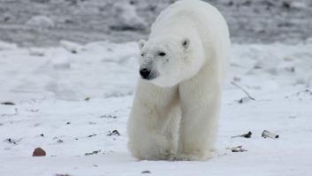 Muere el primer oso polar por gripe aviar y la comunidad científica teme graves consecuencias