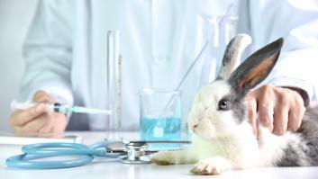 Un grupo de científicos españoles da con la clave para reducir los sacrificios animales en los laboratorios