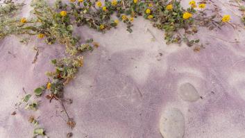 La única playa del mundo con la arena púrpura debido a una rareza geológica